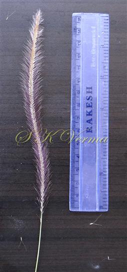  Inflorescence